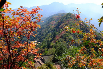 翠華山