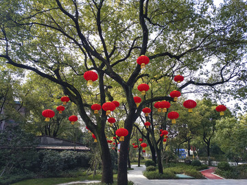 古樹紅燈籠