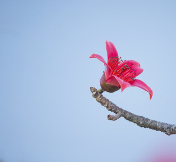 木棉
