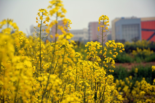油菜花