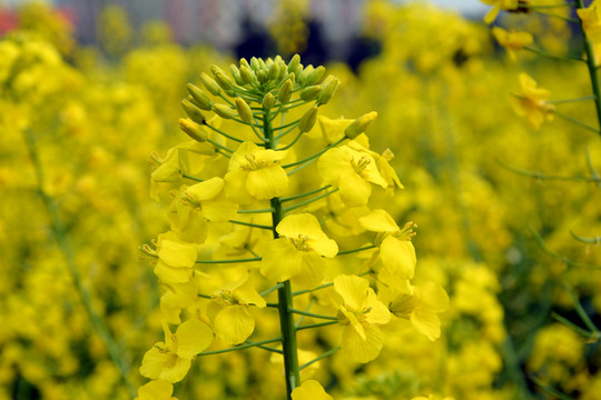 油菜花