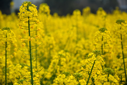 油菜花