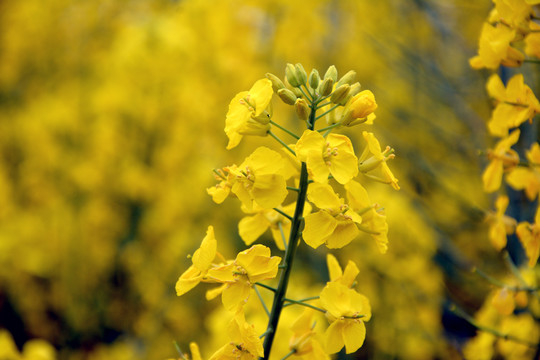 油菜花