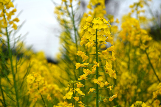 油菜花