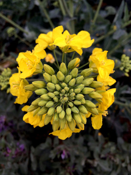油菜花