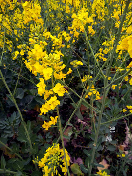 油菜花