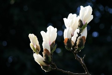玉蘭花