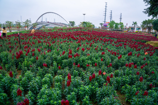 金魚草種植基地
