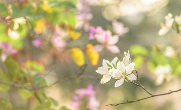 洋紫荊