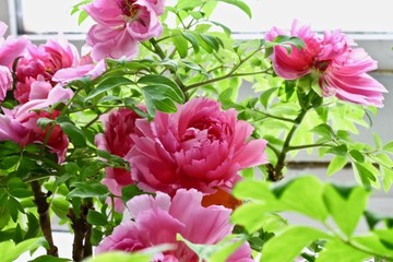 牡丹花