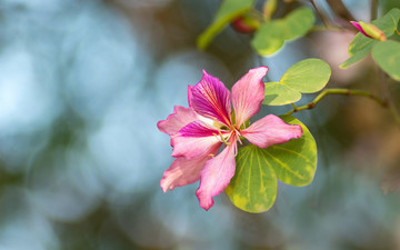 唯美紫荊花
