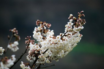 櫻桃花