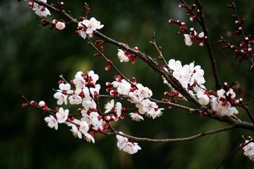 杏花