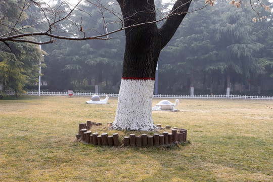 樹干