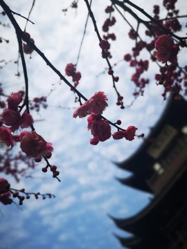 紅梅花開