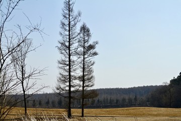 樹與藍(lán)天