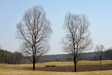 樹與藍(lán)天