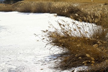 蘆葦白雪