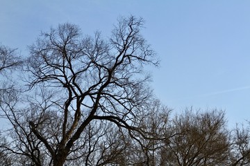 枯樹藍(lán)天