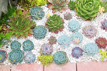 植物園藝