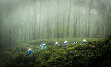 雨霧茶山