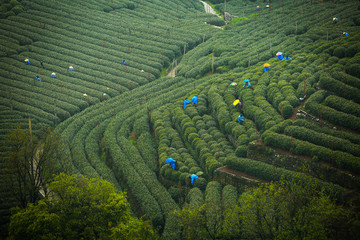 茶山春韻