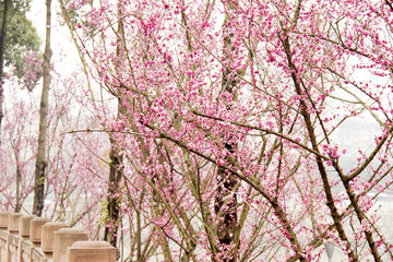 梅花
