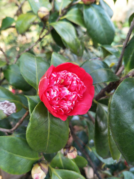 山茶花