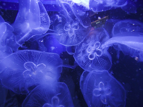 水母