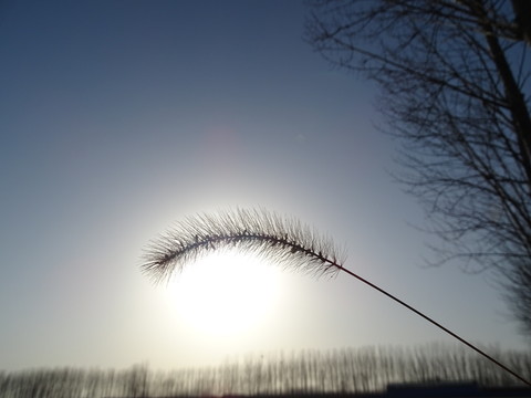 狗尾巴草