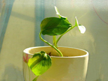 綠葉植物