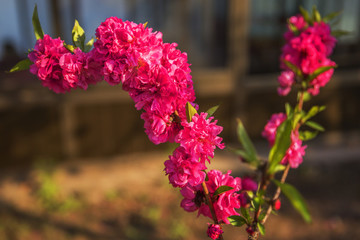 櫻花