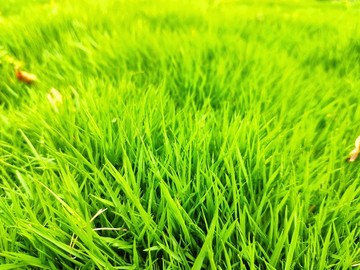 綠草地