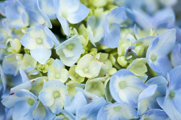 藍(lán)色繡球花特寫