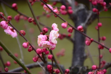 梅花