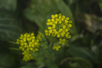 油菜花
