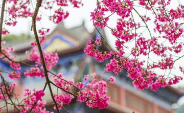 櫻花