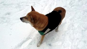 雪地愛犬