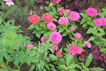 粉紅色小花