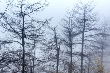 霧中樹林