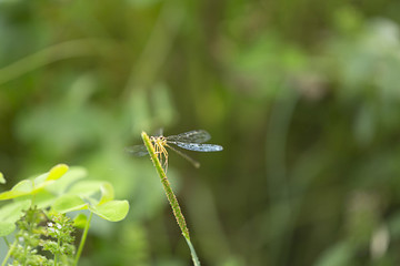 蜻蜓