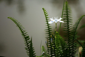 蝴蝶花