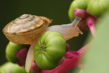 蝸牛