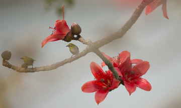 紅色木棉花