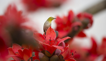 繡眼鳥(niǎo)