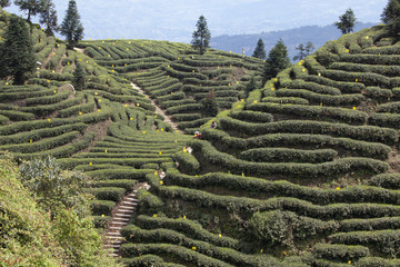 采茶