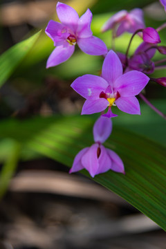紫花苞舌蘭