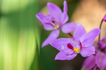 紫花苞舌蘭