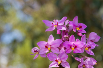紫花苞舌蘭