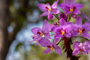 紫色蘭花